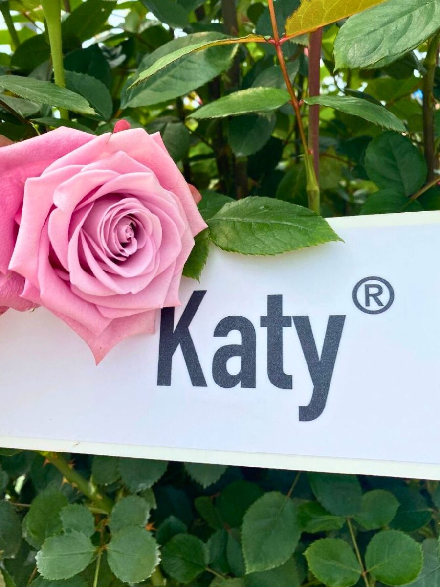Rose Katy by Plantec Ecuador