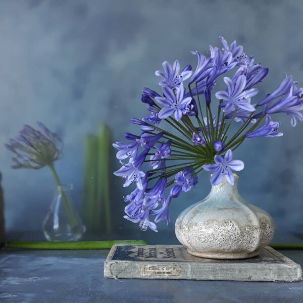 Agapanthus - The Flower of Love Floral Design