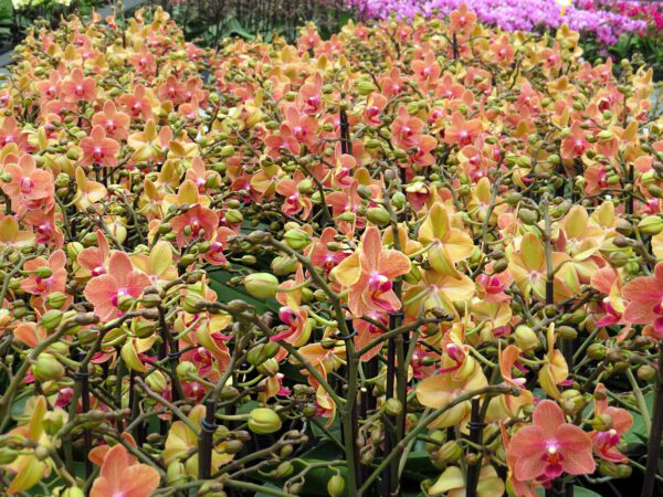 Opti-flor greenhouse - on Thursd