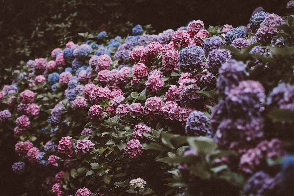 Hydrangea - The Queen of the Garden Hortensia on Thursd