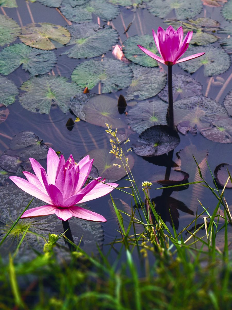 Closeup of water lilies
