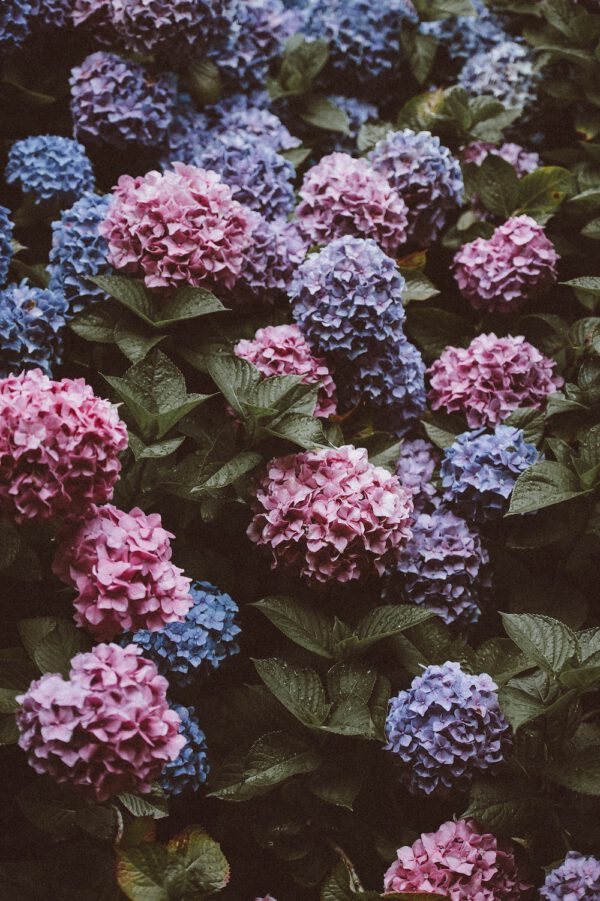 Outdoor Hydrangeas on Thursd