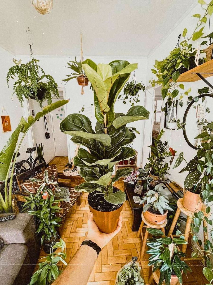 A house full of green plants