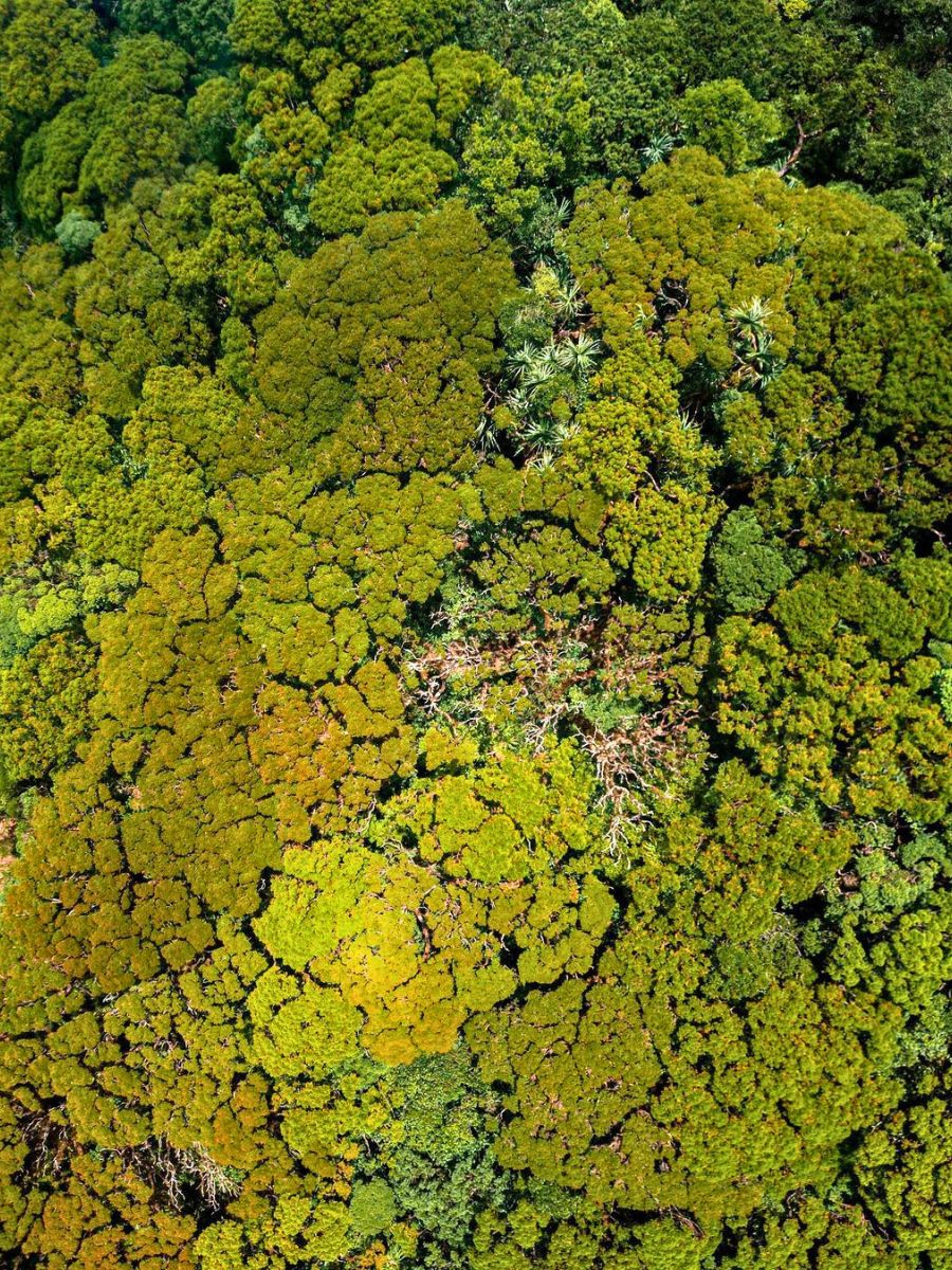 Earth covered with green trees