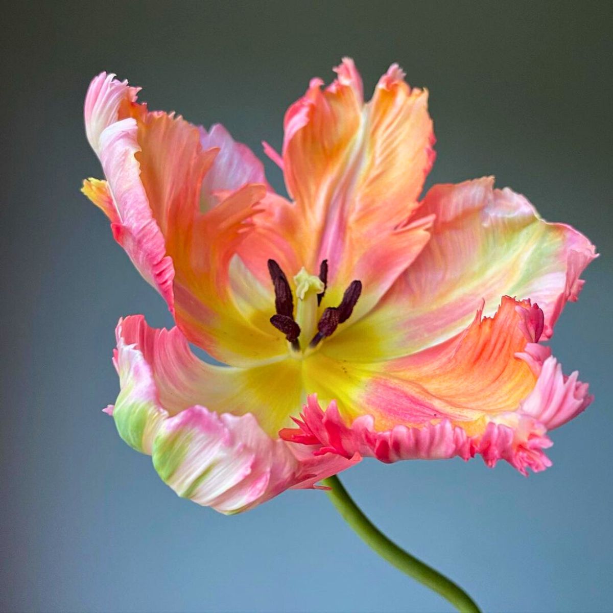 A blooming parrot tulip