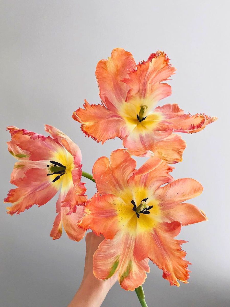 Apricot colored parrot tulips