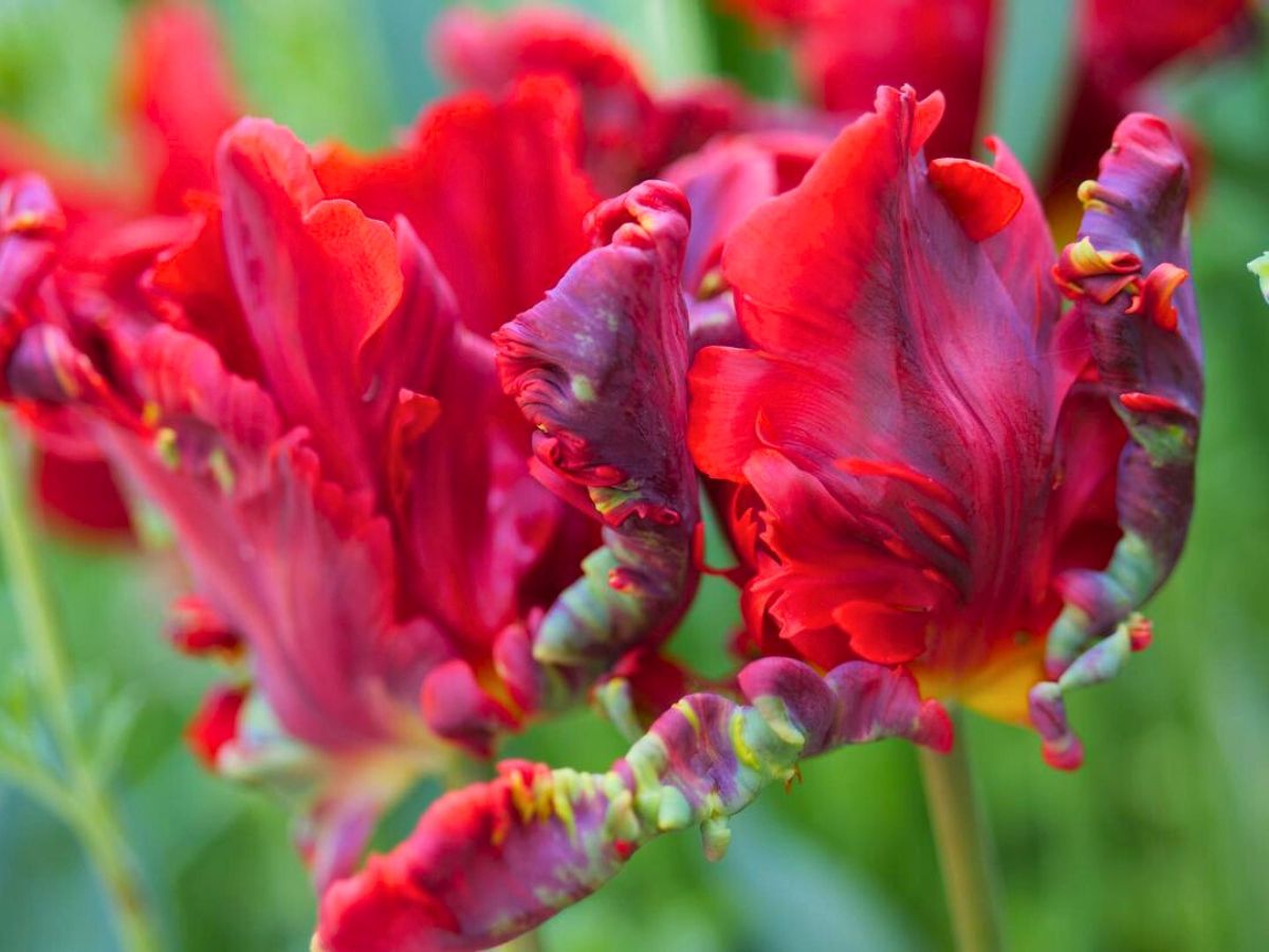 Bright red parrot tulips in a garden