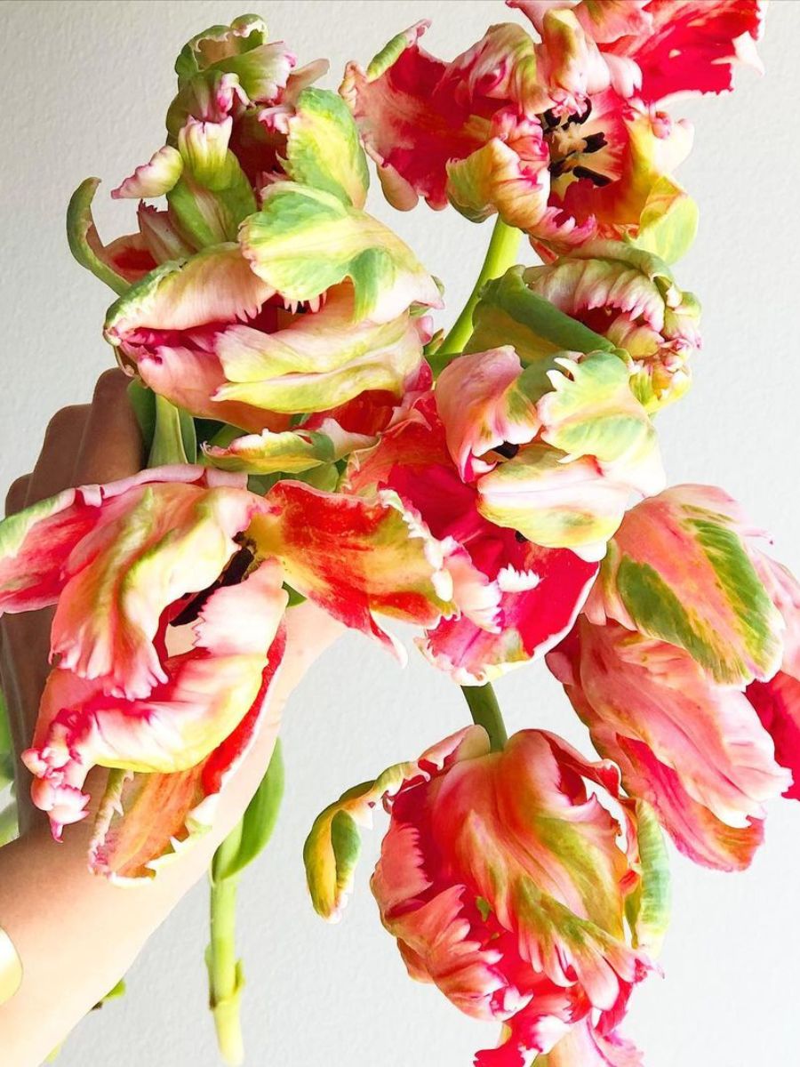 Colorful mix of colors in parrot tulips