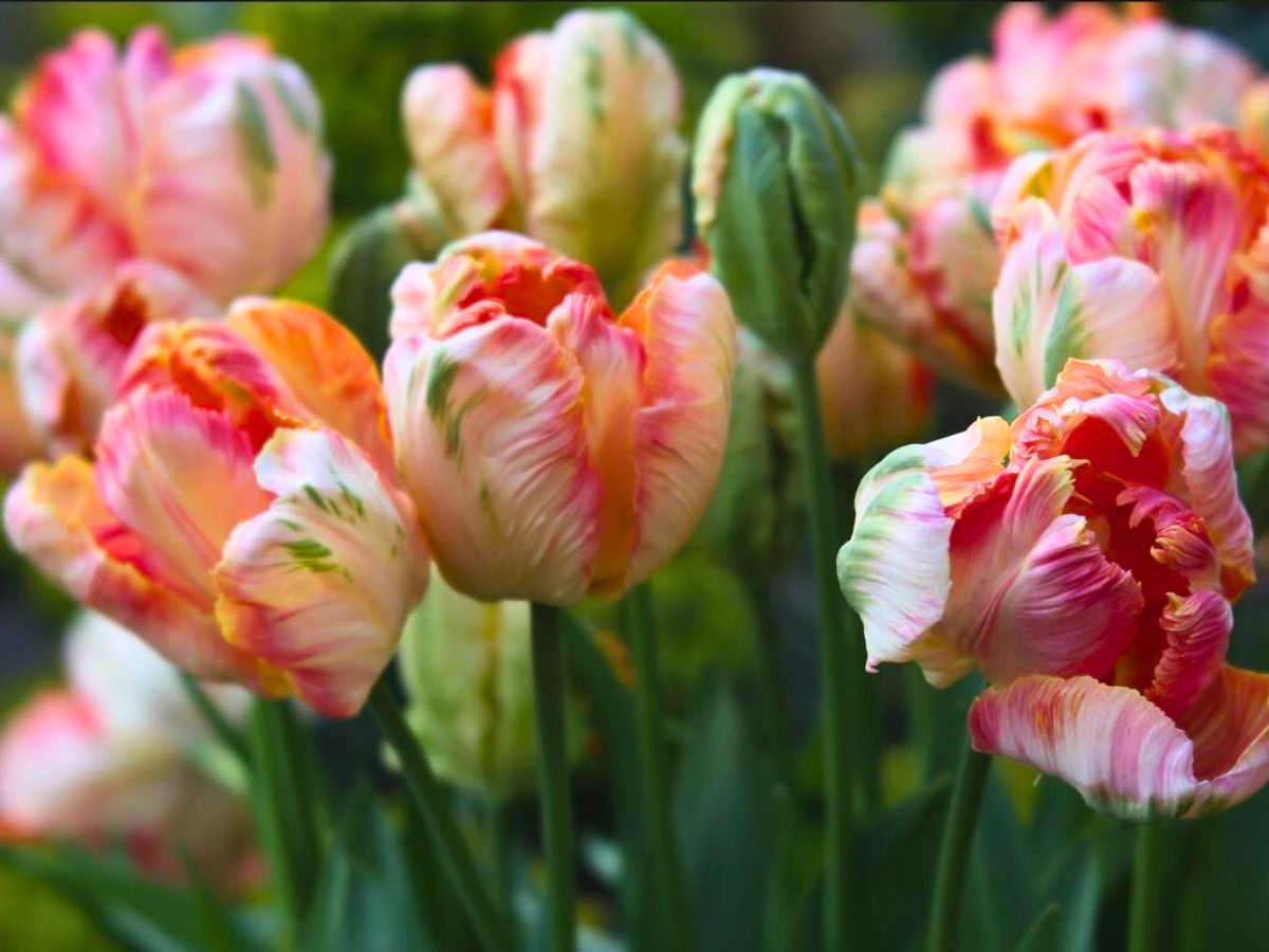 How to care for parrot tulips