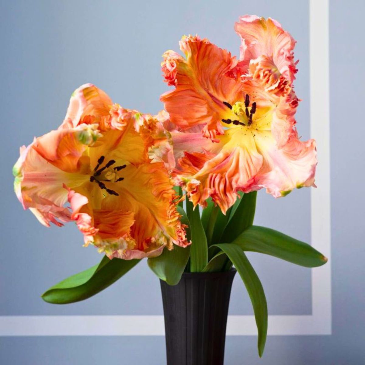 Blooming parrot tulips in a vase