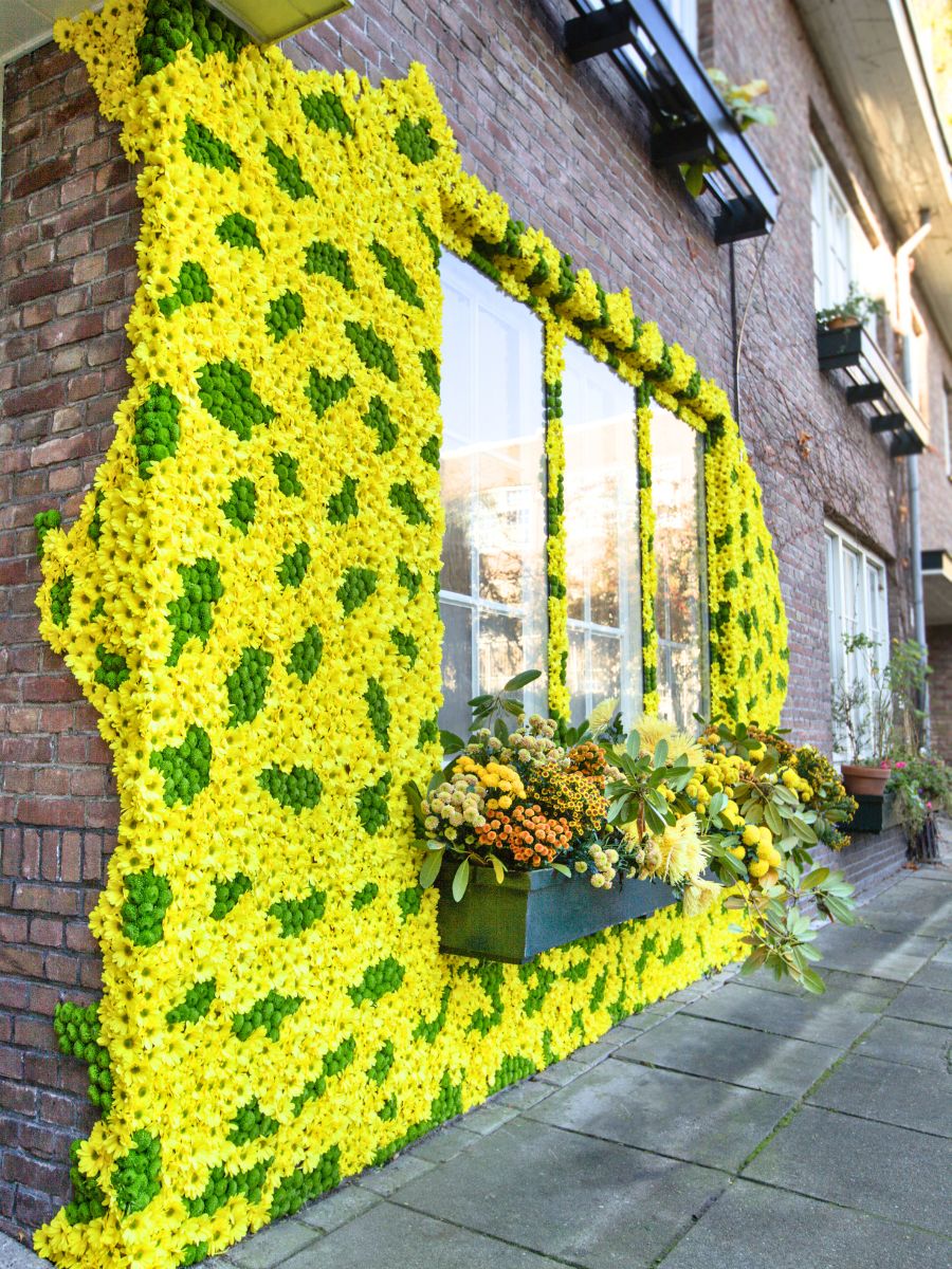 Yellow chrysanthemum wall