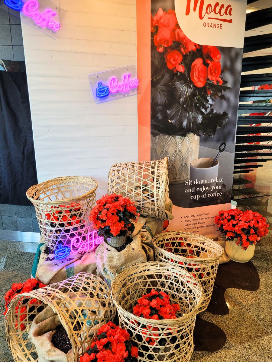 Begonia Mocca Orange placed in baskets to decorate