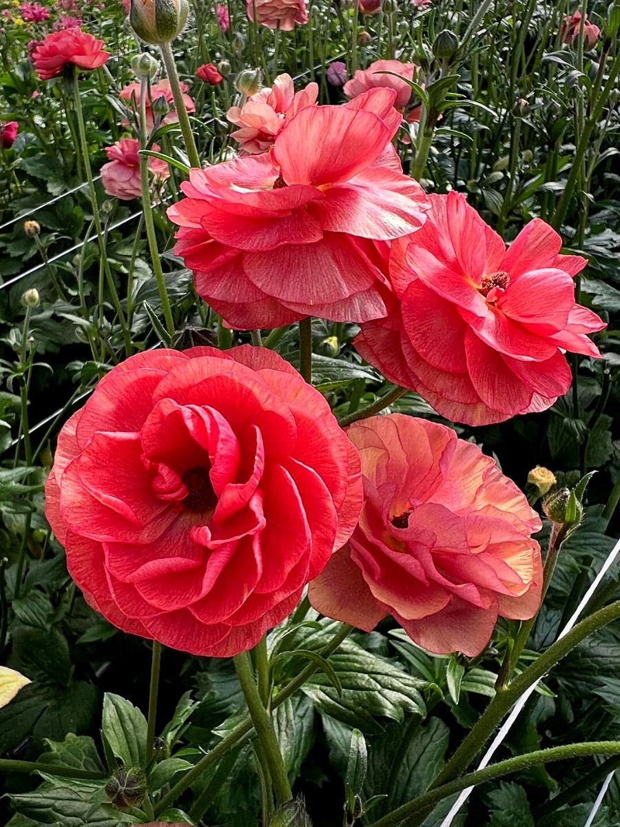 Ranunculus Butterfly™ series from grower Monarch Flowers for Coloríginz
