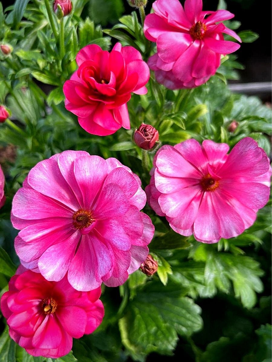 How Ranunculus Breeding Works