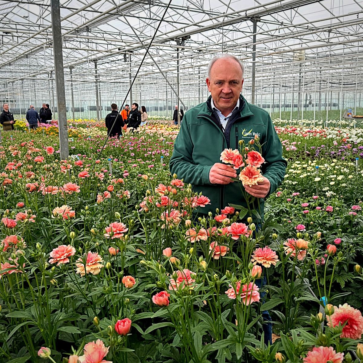 Ranunculus Butterfly™ series from grower Monarch Flowers for Coloríginz