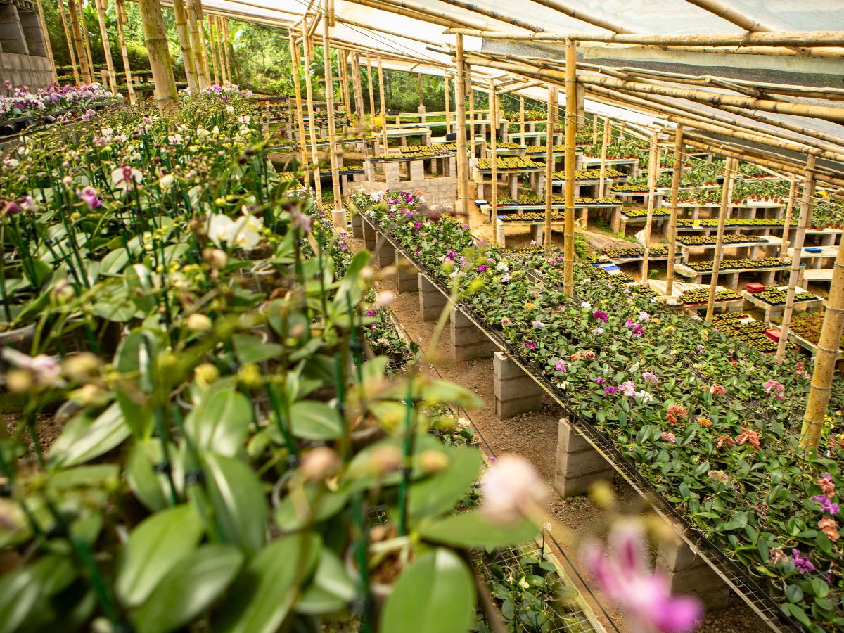 ConAn Multiflors orchid greenhouse