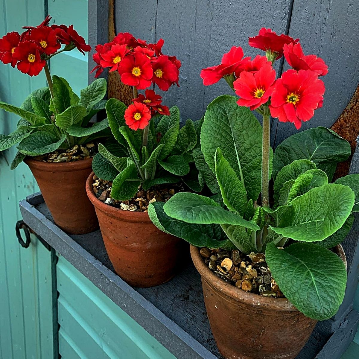 It's the Perfect Time for Primulas