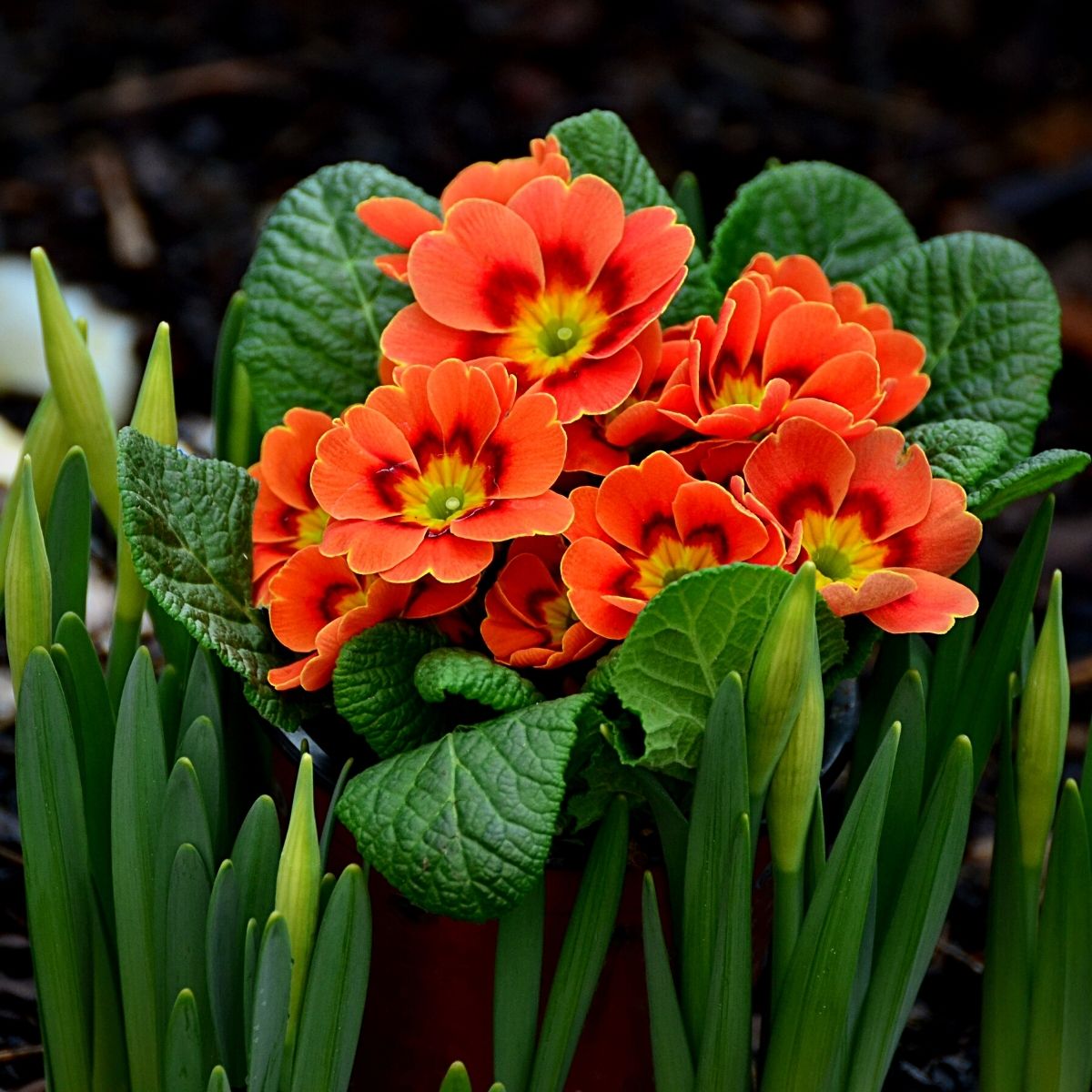 It's the Perfect Time for Primulas