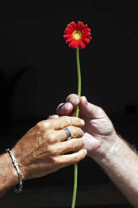 Flowers Help Deliver the Pope’s Blessing For First World Day for Grandparents and Elderly Piccolini Mini Gerbera