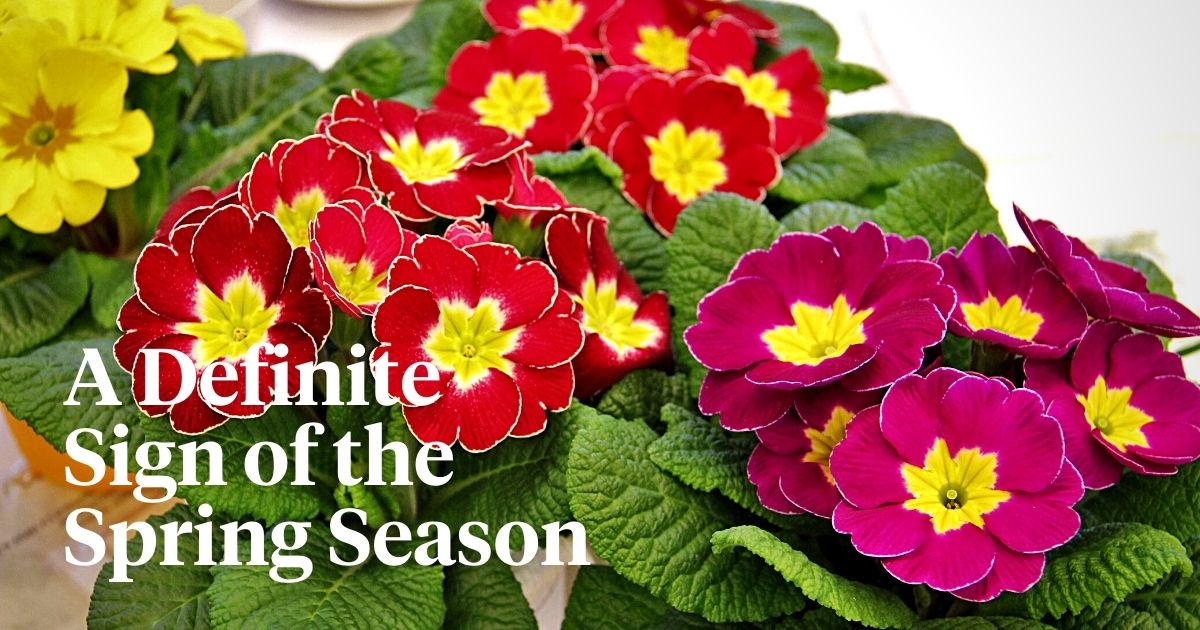 Spring Is the Perfect Time for Growing Primulas