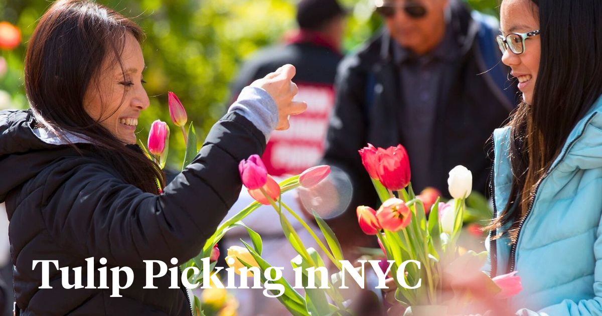 NYC Tulip Day