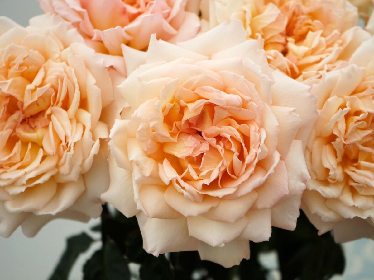 Detailed view of Princess Hollys Hope roses