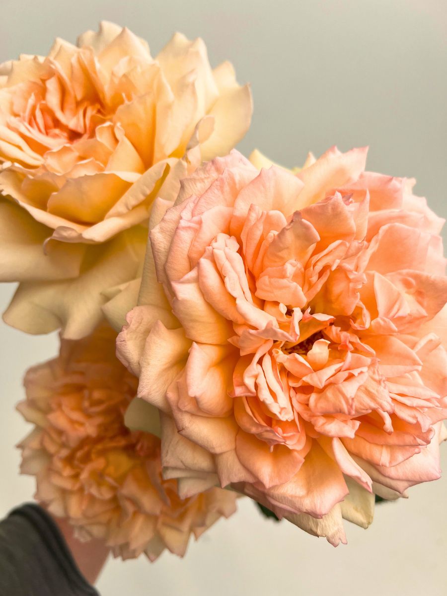 Closeup of garden rose in peachy tones