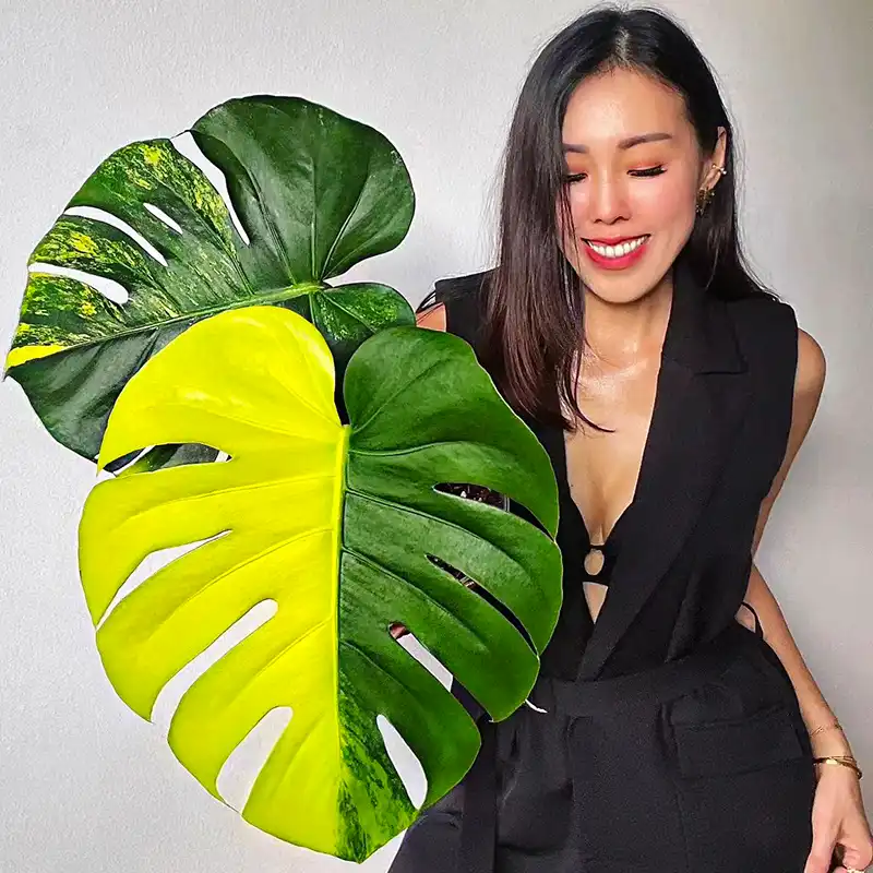 Different Types of Monstera Plants square feature on Thursd