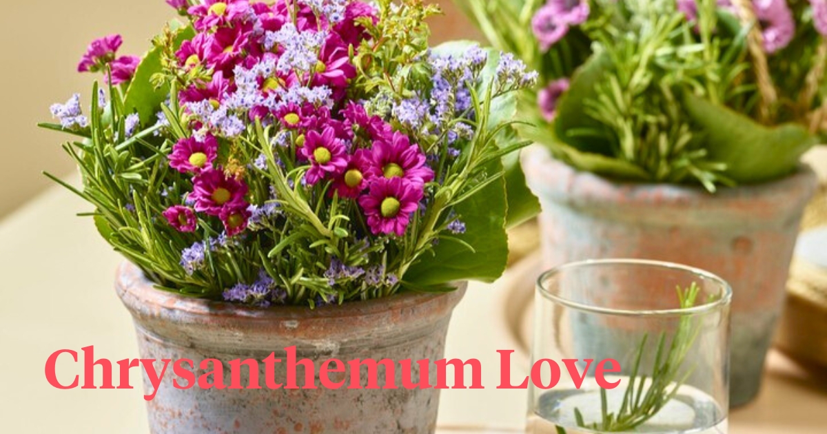 Chrysanthemum care handles