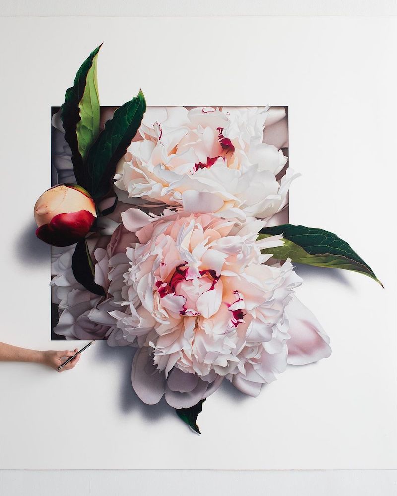 Silky Flowers Emerge from CJ Hendry’s Gigantic Hyperrealistic Drawings Peony Drawing