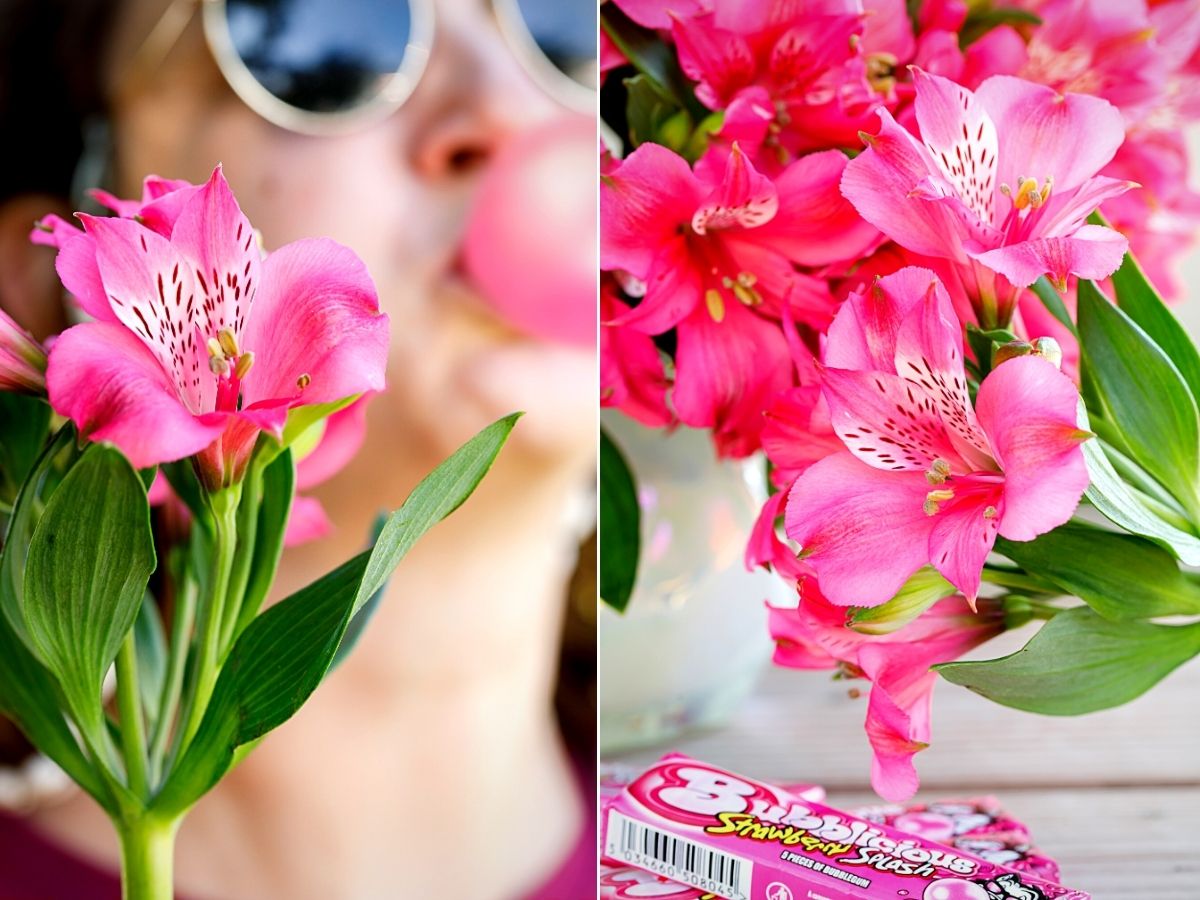 ​ Alstroemeria Bubblicious - A Versatile Bright Pink Beaut​iful ​Alstro