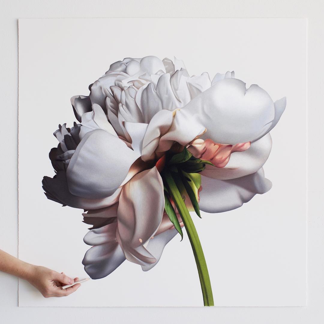 Silky Flowers Emerge from CJ Hendry’s Gigantic Hyperrealistic Drawings Peony Art