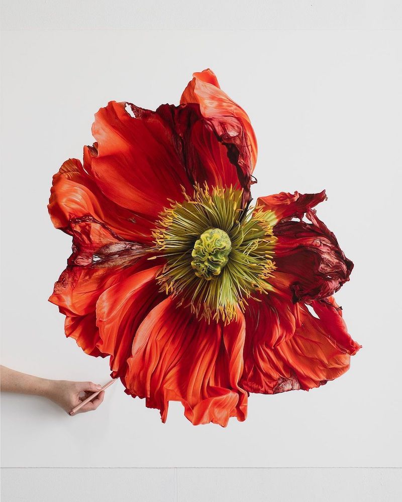 Silky Flowers Emerge from CJ Hendry’s Gigantic Hyperrealistic Drawings Flower Art