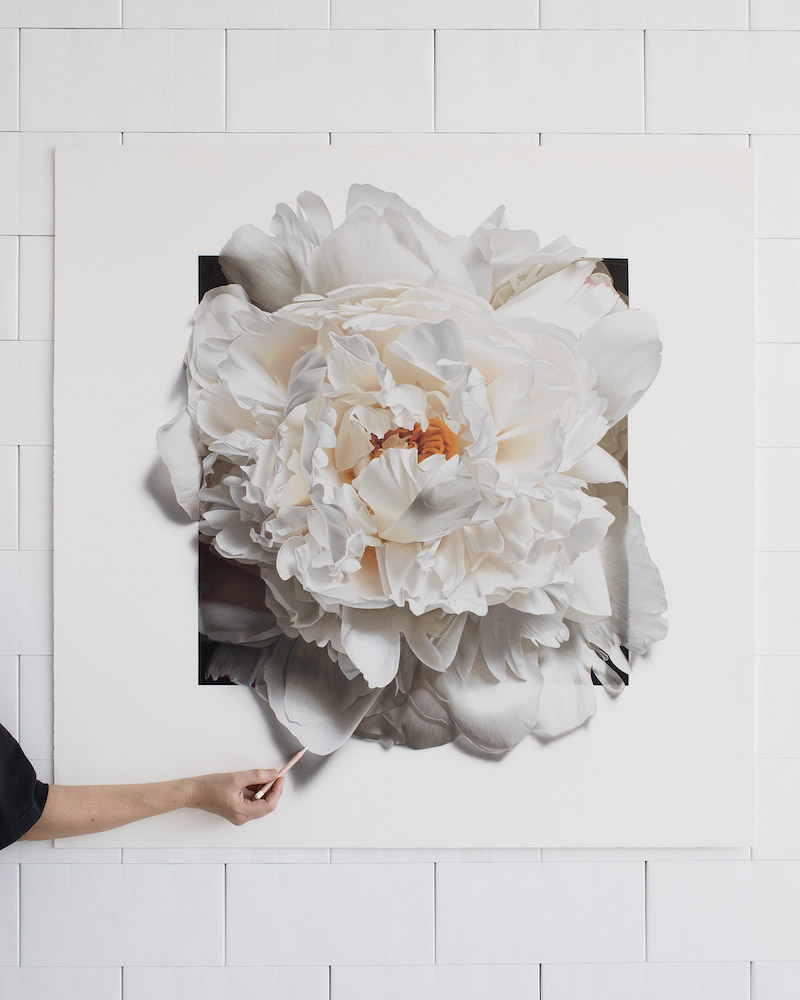 Silky Flowers Emerge from CJ Hendry’s Gigantic Hyperrealistic Drawings Peony Drawing