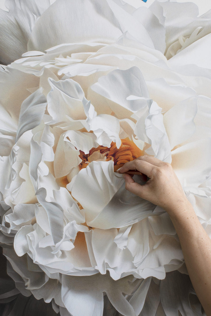 Silky Flowers Emerge from CJ Hendry’s Gigantic Hyperrealistic Drawings Peony Drawing