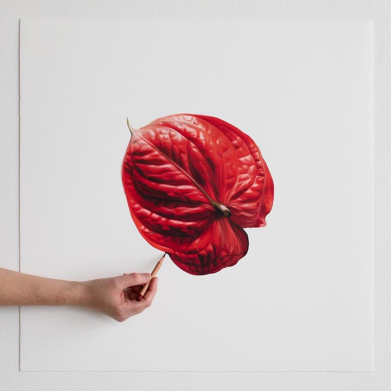 Silky Flowers Emerge from CJ Hendry’s Gigantic Hyperrealistic Drawings Petal Art