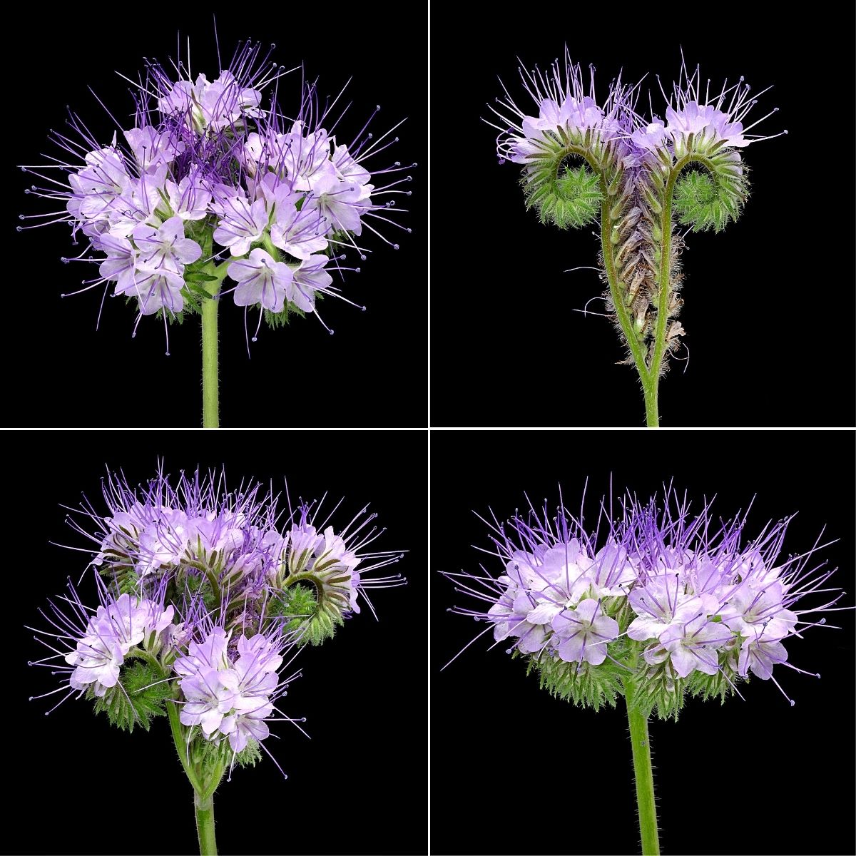 Phacelia Is the Precious Possession of Grower Maurits Keppel