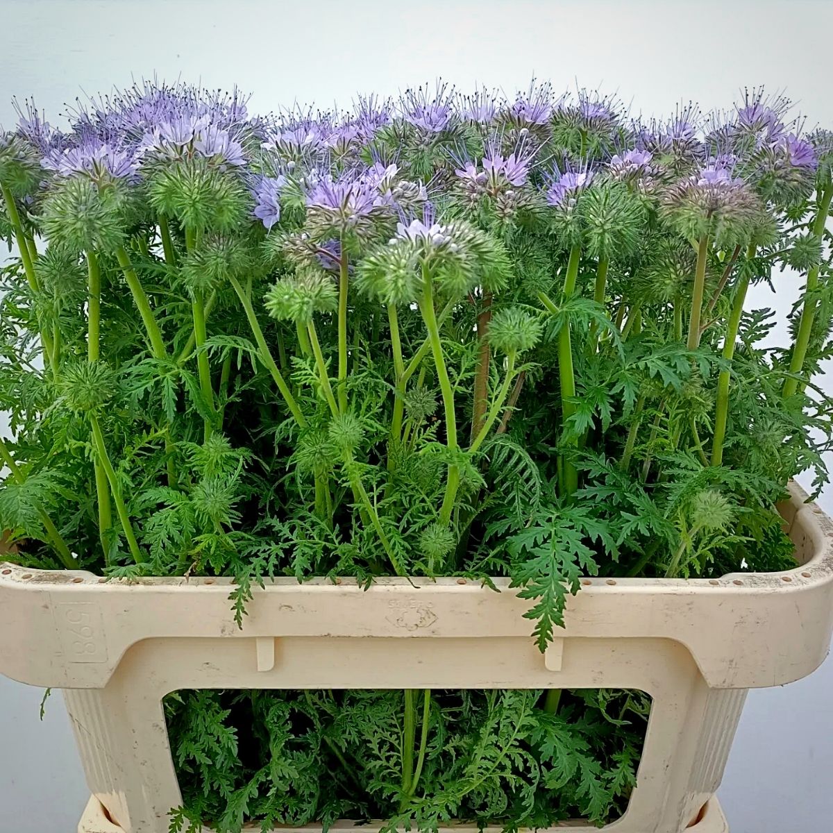 Phacelia Is the Precious Possession of Grower Maurits Keppel
