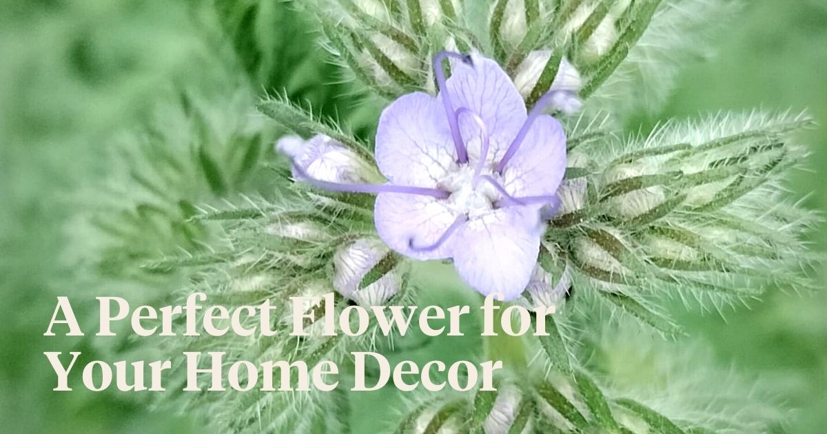 Phacelia Is the Cherished Treasure of Grower Maurits Keppel.