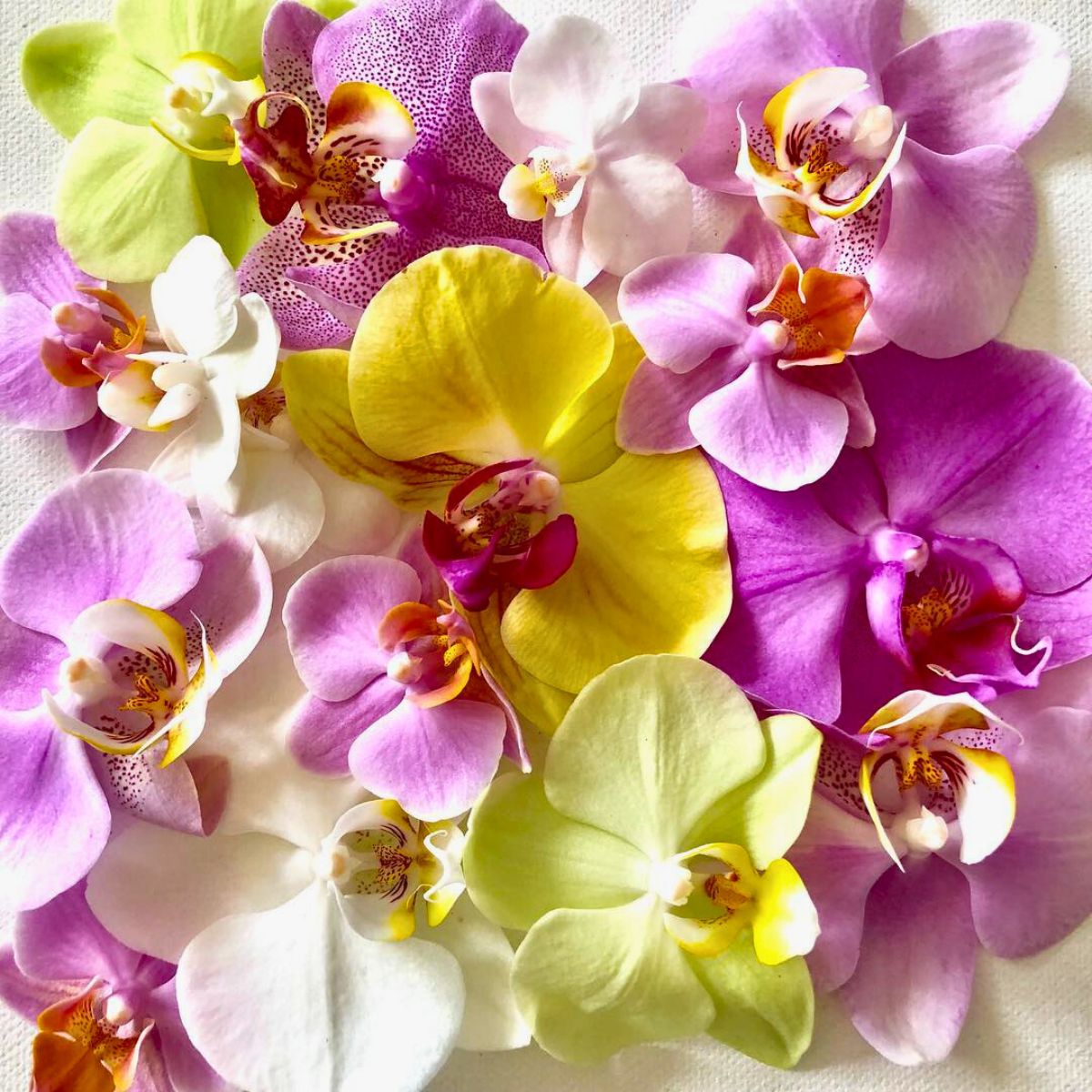 Different colored orchids