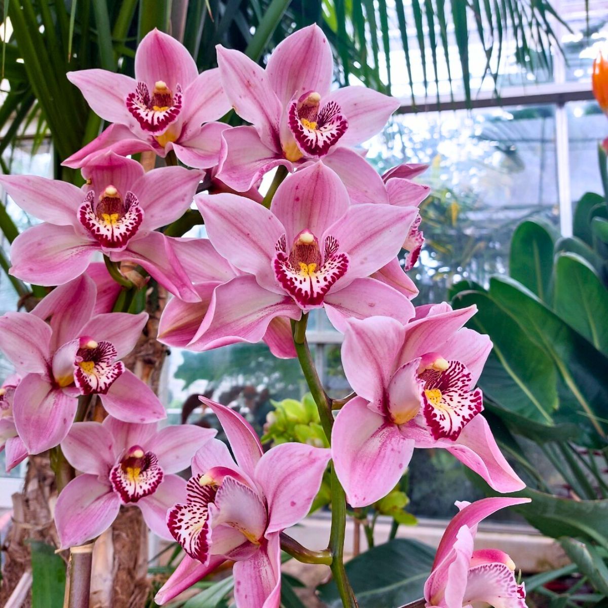 Pink blooming orchids