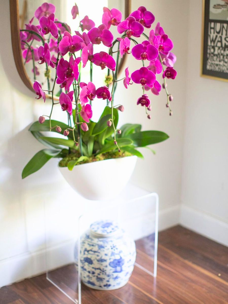 Honoring National Orchid Day with orchids at home