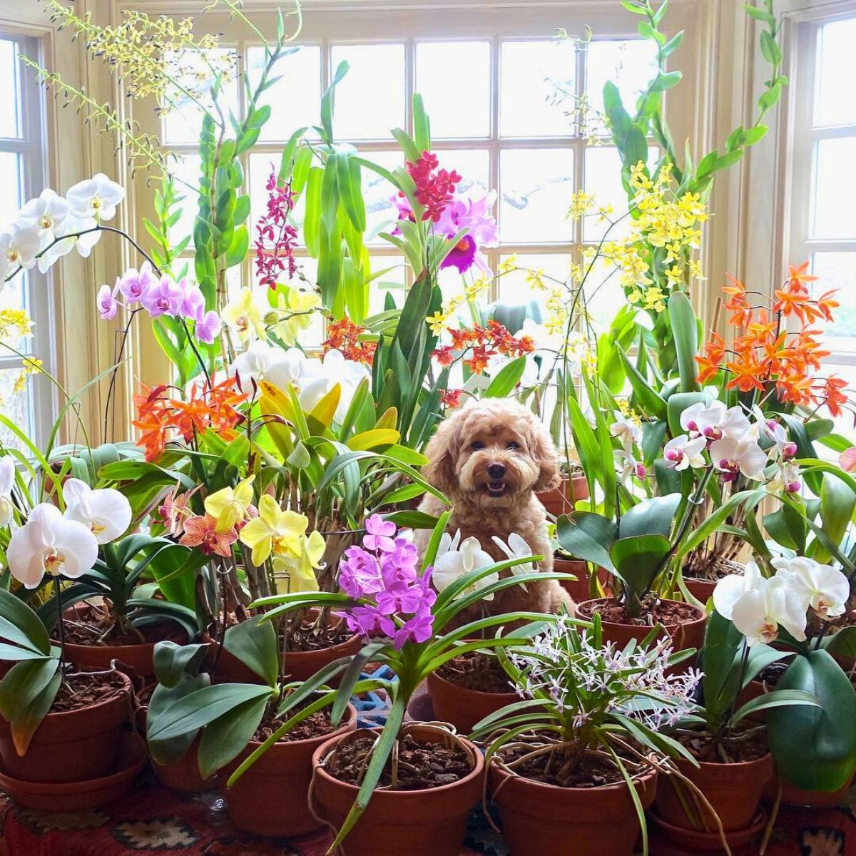 Doggy posing with orchids