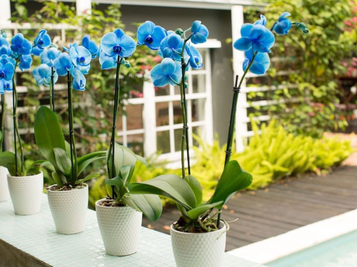 Bright blue orchids