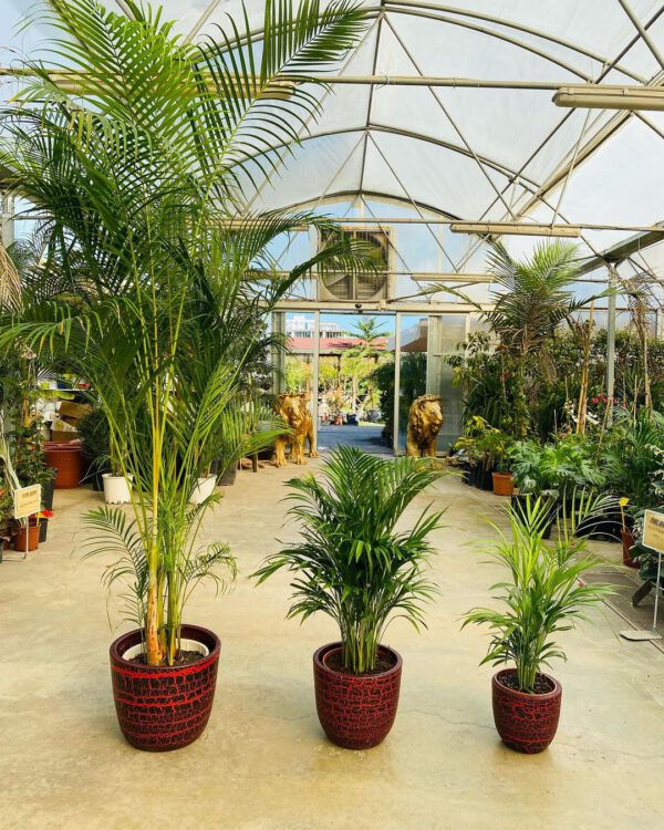 10 Plants to Add to Your Urban Jungle Areca Chrysalidocarpus Dypsis Lutescens