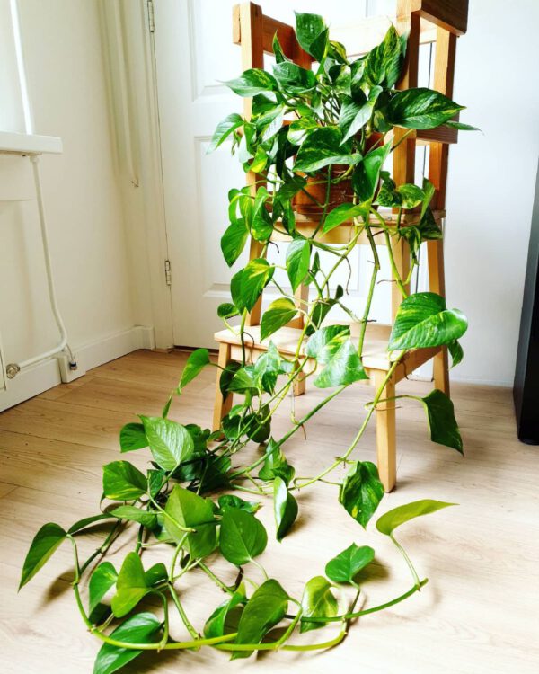 10 Plants to Add to Your Urban Jungle Epipremnum Pinnatum ‘Aureum’