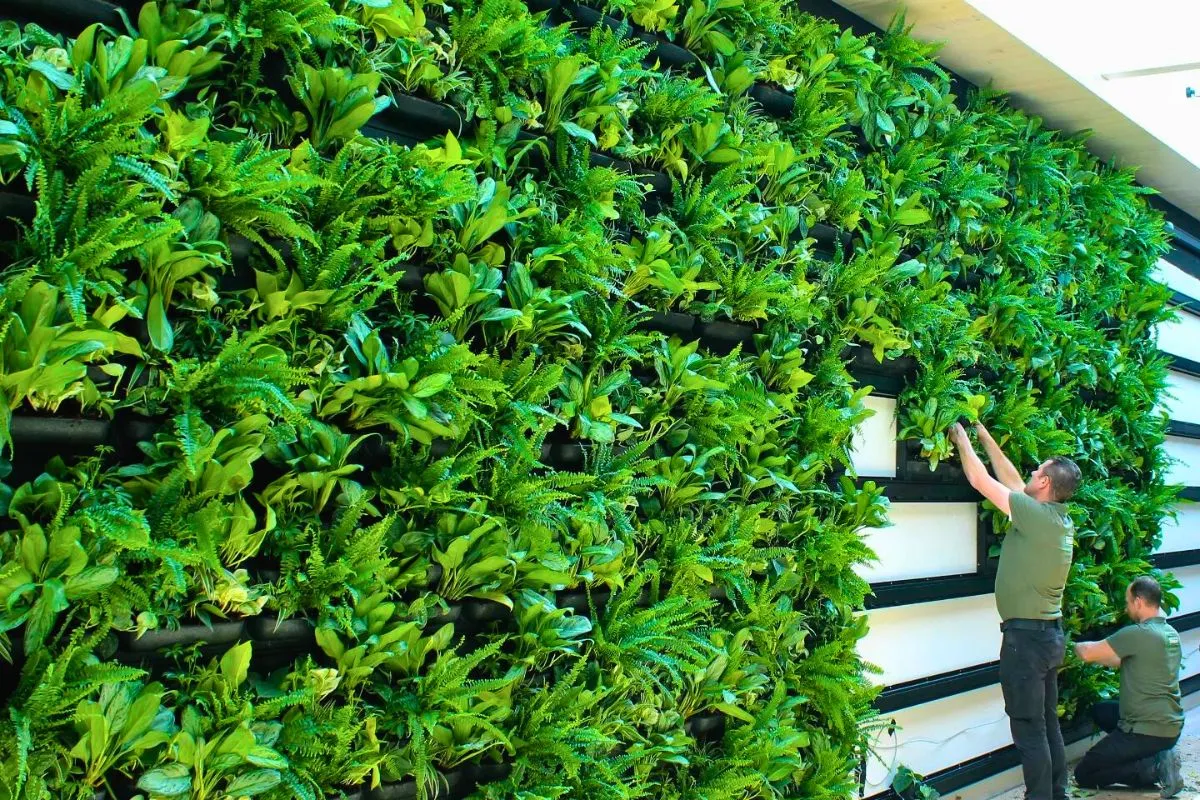 Living Walls in Workspaces and Office Settings