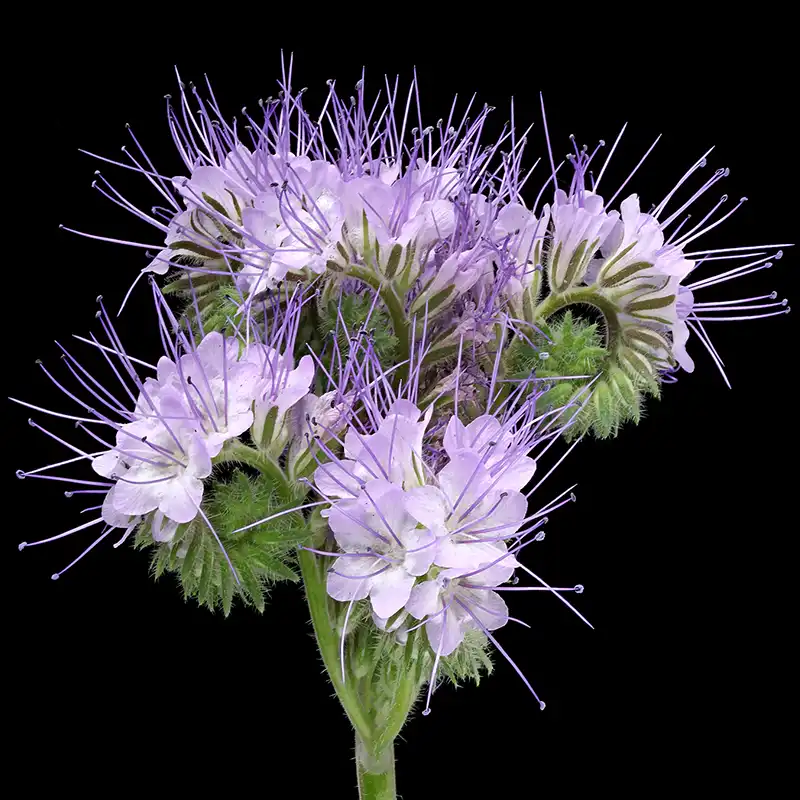 Phacelia Is the Cherished Treasure of Grower Maurits Keppel.