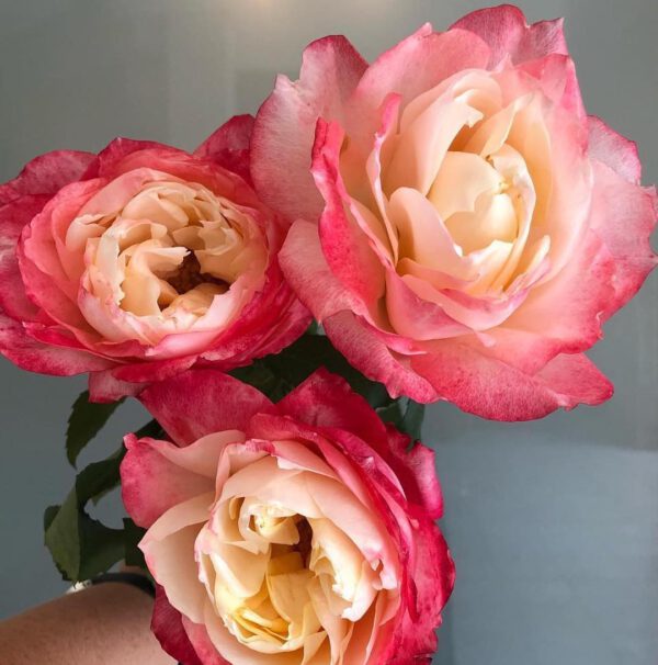 Royal Roses from the Princess Collection - Thursd