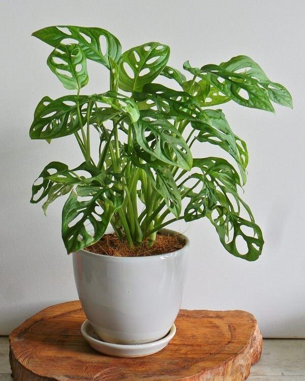 10 special and rare houseplants  to Add to Your Urban Jungle Monstera Adansonii